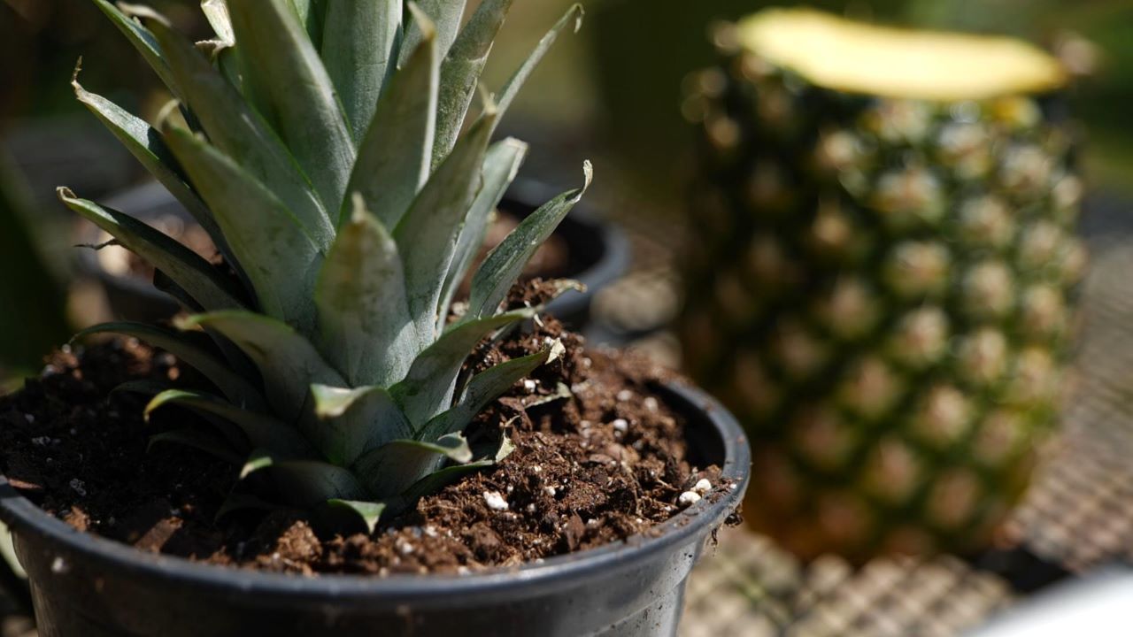 Get It Growing: How to grow pineapples at home